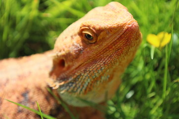 Bearded dragon basking in the sun