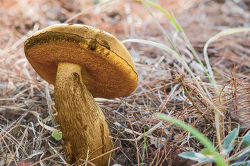 mushroom Suillellus luridus (Boletus luridus) commonly known as the lurid bolete in the forest