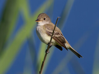 flycatcher © Daniel