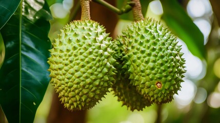 Closeup of Durian Fruit on a Tree Branch