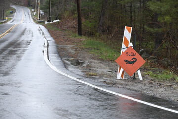 Salamander Crossing Sign on Road in Massachusetts