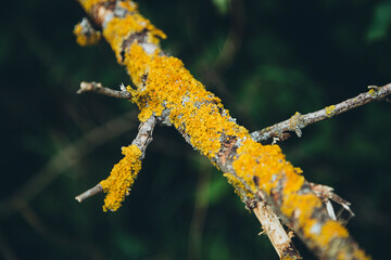 Yellow moss and fungus parasite on a tree branch, close up.