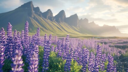 Lupine Field with Mountain Range in Iceland