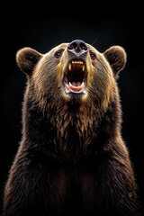 Obraz premium portrait of a bear