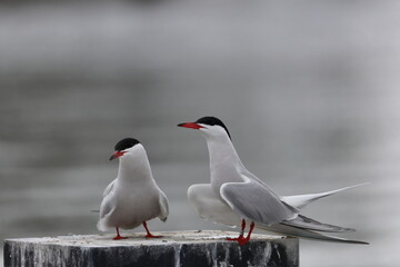 tern