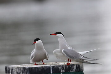 tern
