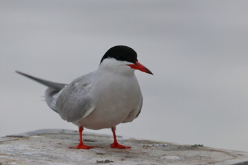 tern