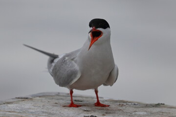 seabird tern