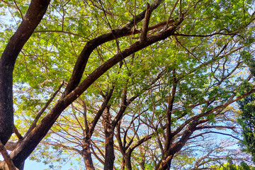 Trees and Twigs with Lush Green Tree Leaves