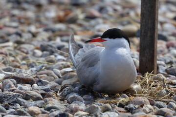 terns