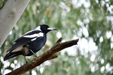 magpie south Australian