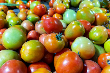 Pile of Yellowed Apple Tomatoes for sale