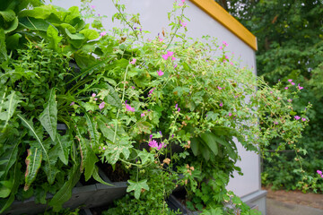 Vertical gardening with a green wall for climate adaptation.
