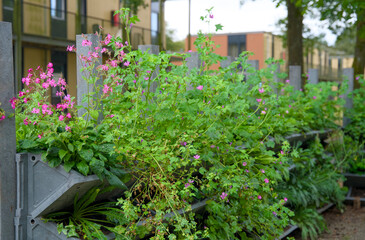 Vertical gardening with a green wall for climate adaptation.