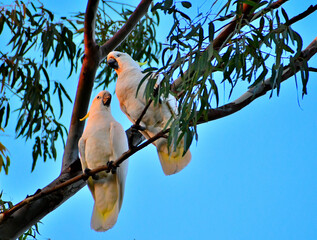 cockatoo pair