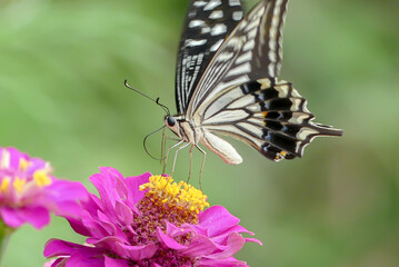花壇の花にアゲハチョウがやってきた