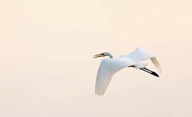 Obraz premium great egret, ardea alba, in the wild