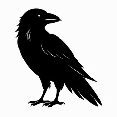 Fototapeta premium Vector, isolated black silhouette bird, crow collection