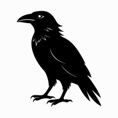 Fototapeta premium Vector, isolated black silhouette bird, crow collection