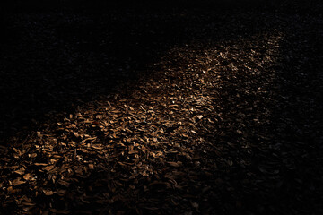 Autumn leaves on the ground illuminated by the sun in the dark