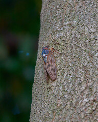 Cicada on a tree in the forest, close-up