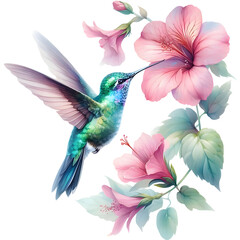 Obraz premium Hummingbird png flying hummingbird png bird png hummingbird flower sucking png flower png watercolor flower png painting flower png watercolor bird png hummingbird transparent background.