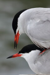 common tenr