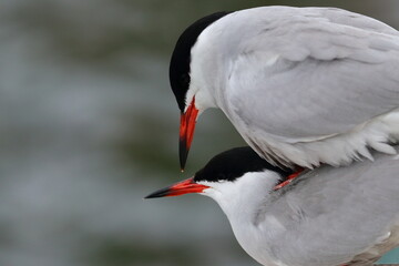 common tenr