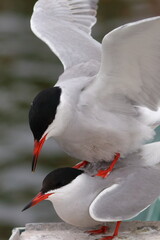 common tenr