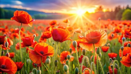 Fototapeta premium Vibrant poppies field bathed in sunlight rays
