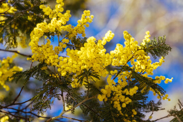 Golden Wattle in Melbourne Australia