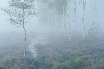 Gęsto rosnące wrzosy we mgle na dużym wrzosowisku na Mazowszu. © af-mar