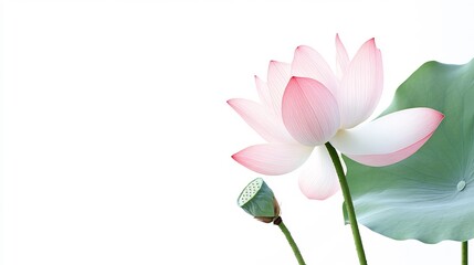 Elegant Pink Lotus Blossom