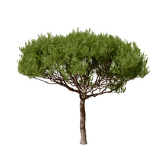 Pinus pinaster, the maritime pine or cluster pine, is a pine tree native to the south Atlantic...