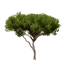 Pinus pinaster, the maritime pine or cluster pine, is a pine tree native to the south Atlantic Europe region and  the western Mediterranean. 3d illustration. Isolated for composition.	