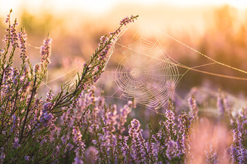 Piękne wrzosy o wschodzie słońca w lesie pokryte pajęczyną © af-mar