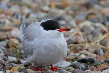 sterna hirundo