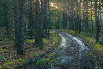 Droga w gęstym lesie i promienie słońca przebijające się przez drzewa © af-mar