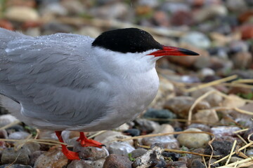 sterna hirundo