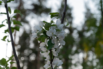 beautiful blossoming apple tree, beautiful flowers of blossoming and fragrant ornamental apple tree