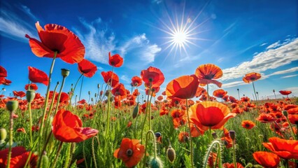 Fototapeta premium Vibrant field of wild red poppies under a clear blue sky on a sunny summer day