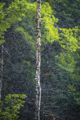 A tree in the forest during the rain