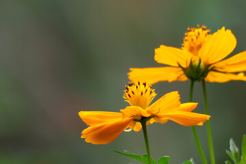 夏の咲く美しいオレンジ色のキバナコスモス