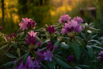 beautiful flower of rhododendron plant blooming at sunset amazing flowers