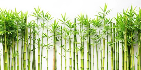 Young bamboo plants against white background