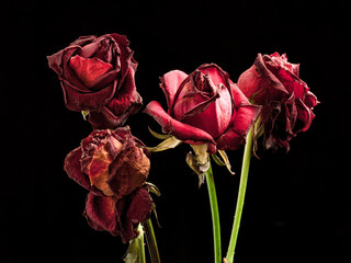 four faded red roses with green stem on black background