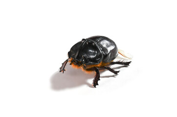 close up photo of rhinoceros beetle isolated on white background, adult huge beetle