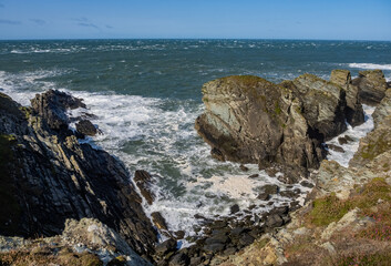 Heather and Gorse out at the Range Anglesey North Wales