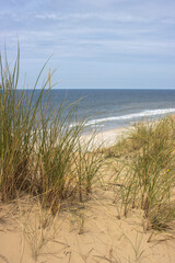 Dünengrass auf Sylt