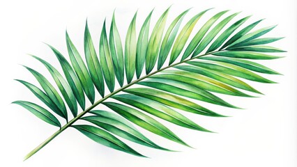 Obraz premium Watercolor painting of a tropical palm leaf on a white background